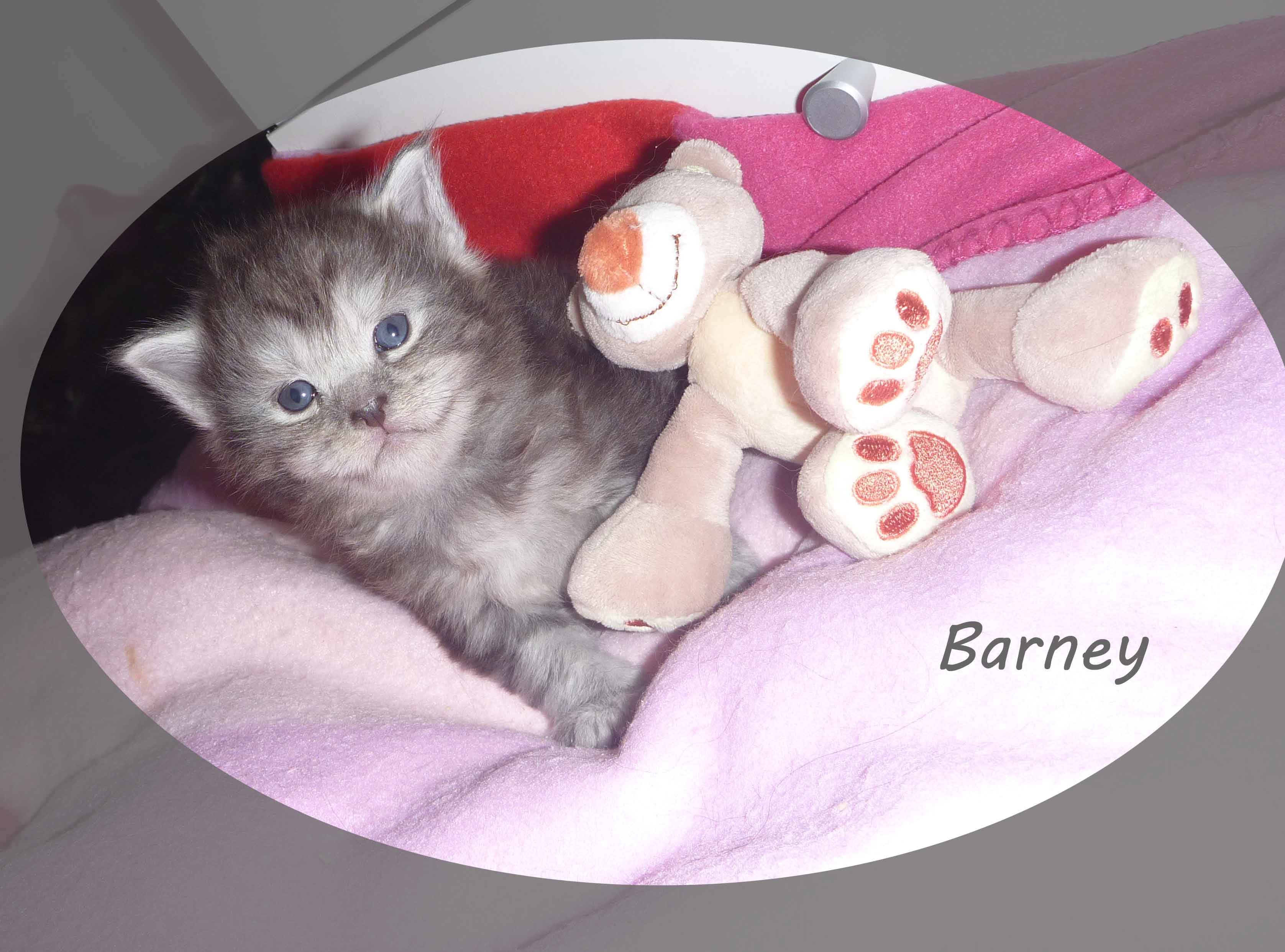 Maine coon Katzenbaby Barney