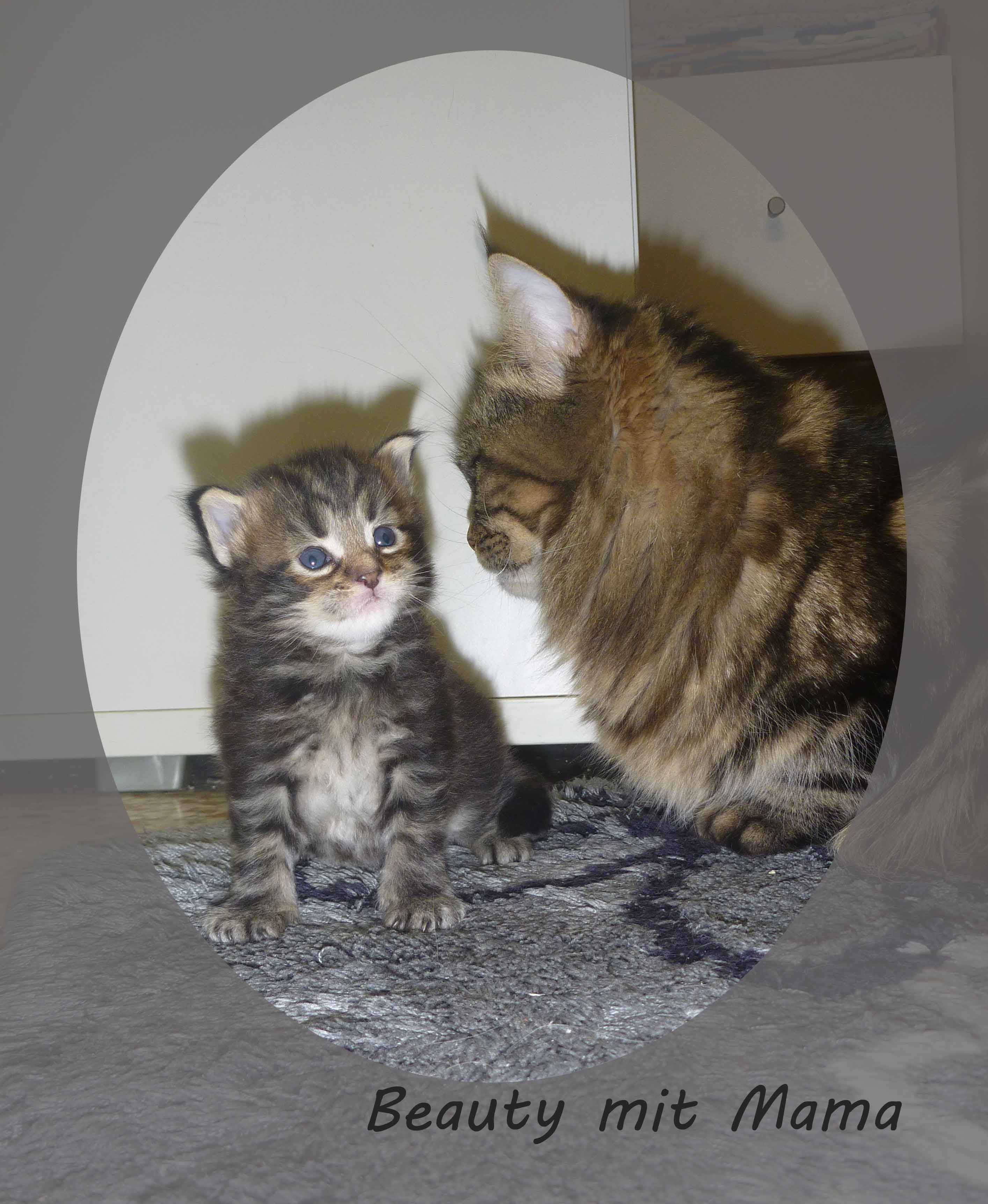Maine Coon Kätzin mit Kitten 