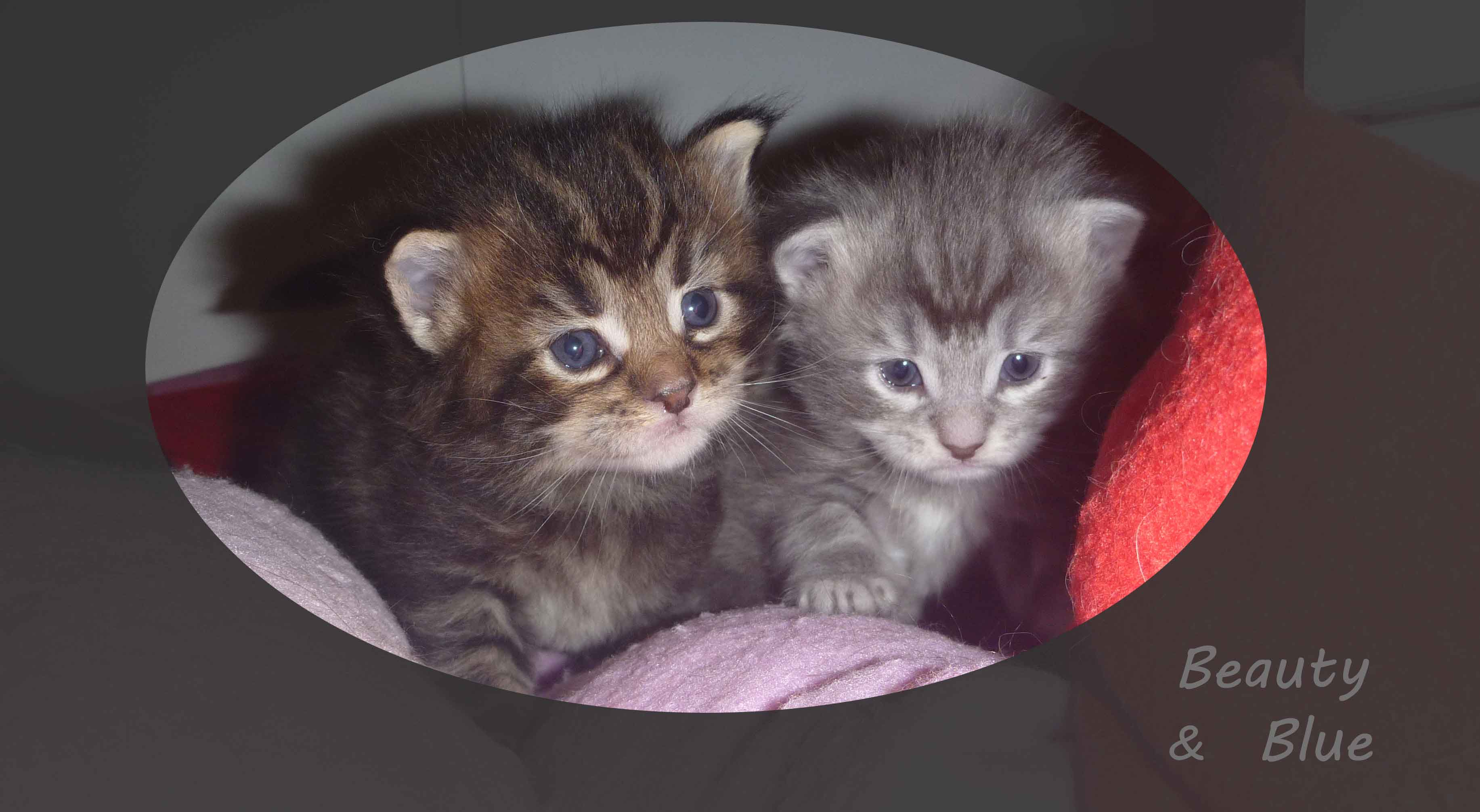 B Wurf Maine Coon Kitten