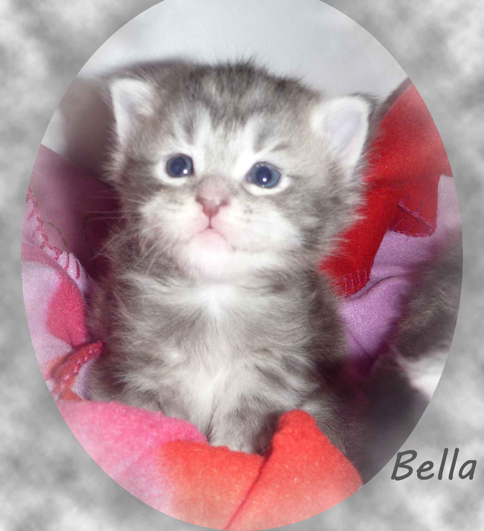 Maine Coon Katzenkinder of Cloverhill Kätzin