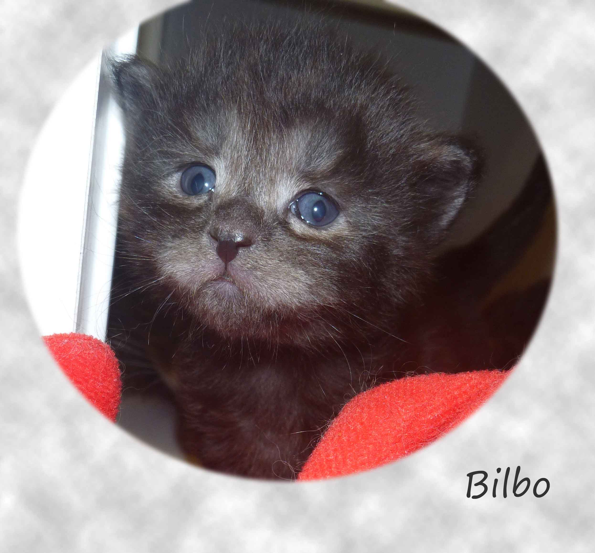 Maine Coon Kitten Hessen Kater Bilbo