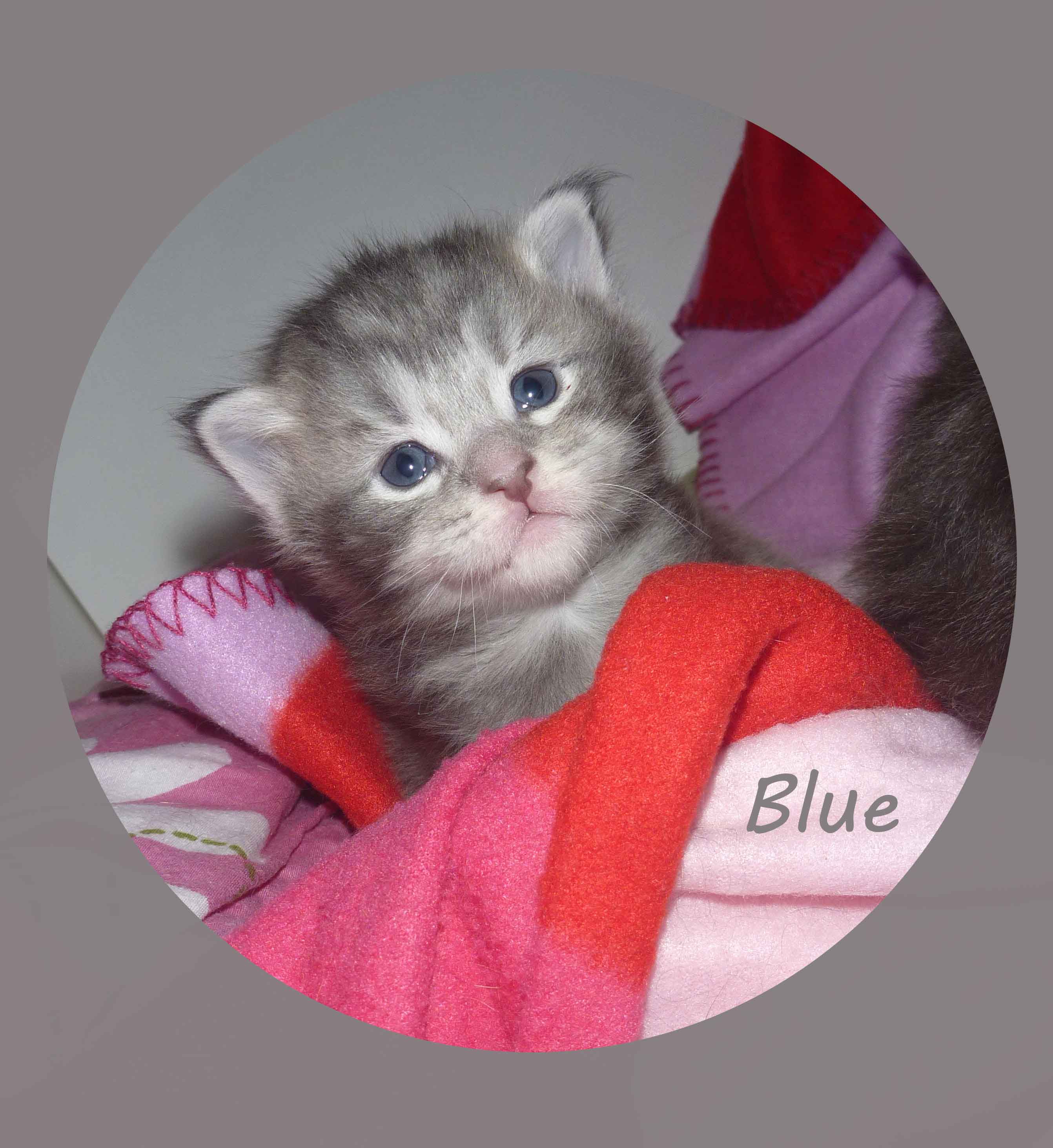maine coon kitten kater