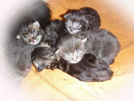  Maine Coon Babys von Katze Emma