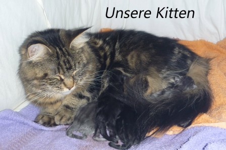 Maine Coon Kitten of Cloverhill Alsfeld