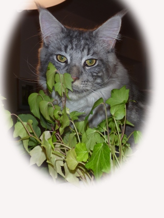 Maine Coon Kater Oskar of Cloverhill Hessen