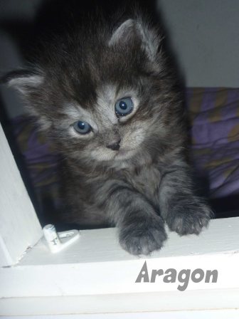 Maine coon Katzenbabys