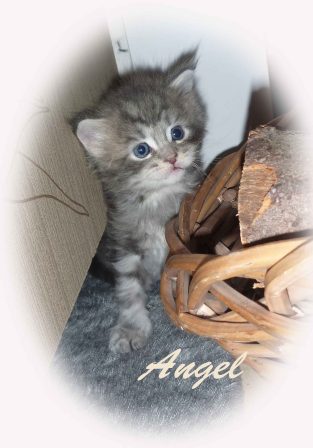 Maine Coon Kitten Hessen