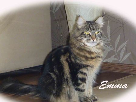 Maine Coon Katze Emma of Cloverhill Hessen
