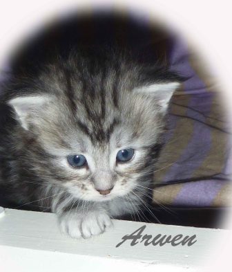 Maine Coon Katzenkinder of Cloverhill