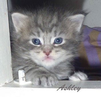 maine coon kitten