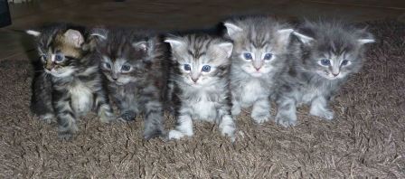 Maine Coon Kitten of Cloverhill Hessen