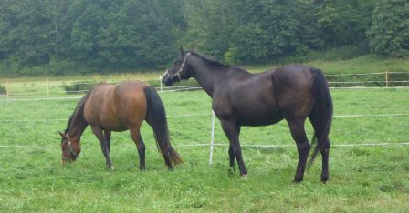 Unsere Maine Coon Katzenzucht in Hessen