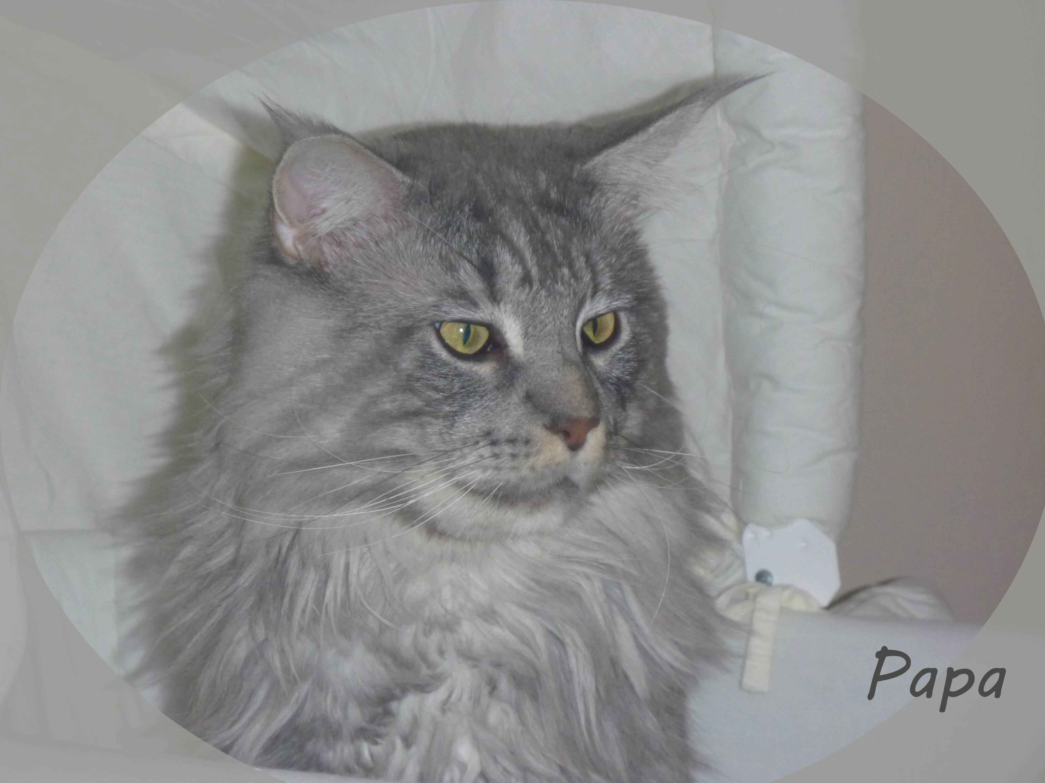 Maine Coon Kater Oskar