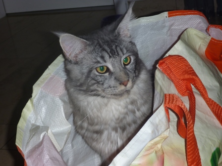 Maine Coon Kater Cats of Cloverhill