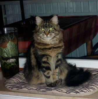 maine coon katzen hessen