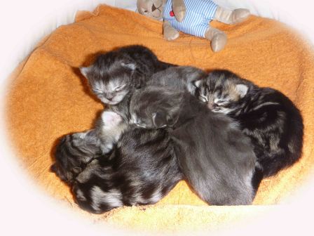 Unser erster Wurf Maine Coon Kitten