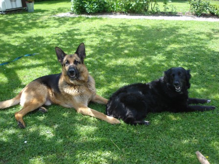 Maine Coon Zucht Hessen