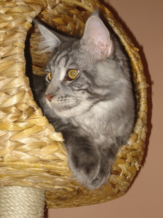 Maine Coon Cats of Cloverhill Hessen