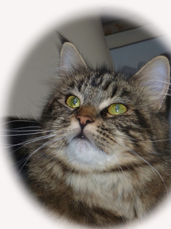 mainecoon-hessen cats of cloverhill