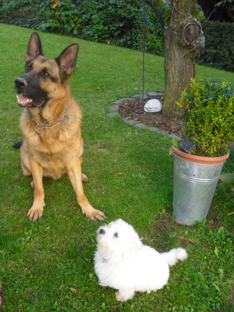 Maine Coon Züchter Hessen