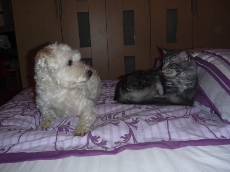 Maine Coon Zucht Cats of Cloverhill