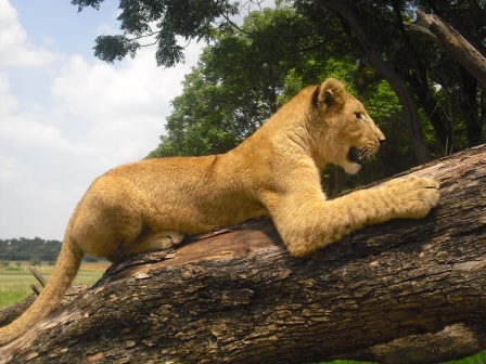 Maine Coon Wildkatze