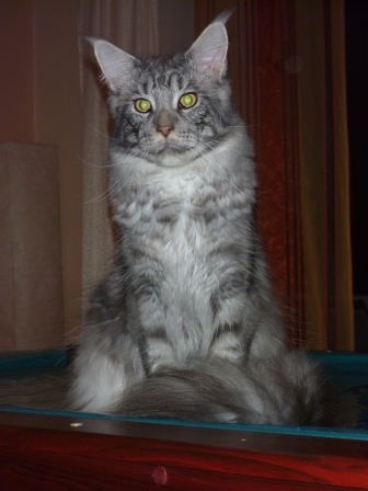 maine coon deckkater