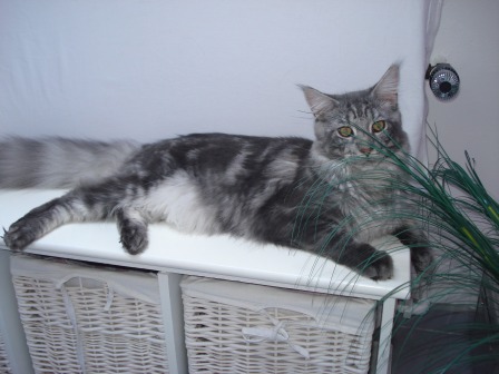 Maine Coon Kater Oskar of Cloverhill