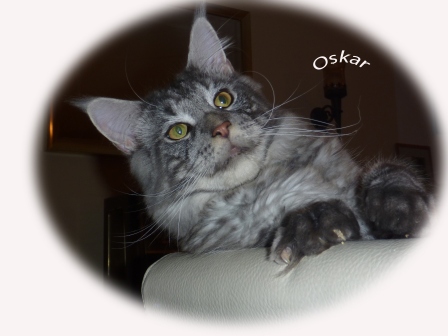 Maine Coon Kater Oskar of Cloverhill Hessen
