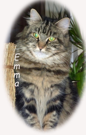 Maine Coon Katze Emma of Cloverhill