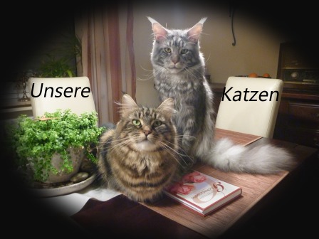 Maine Coon Katzen Cats of Cloverhill