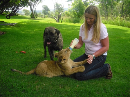 Maine Coon Aufzucht gegen Katzenaids