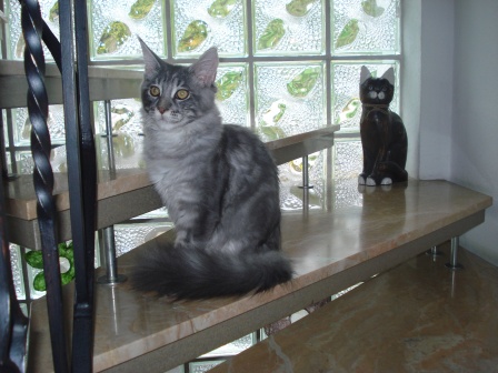 maine coon deckkater alsfeld hessen