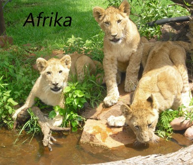 Maine Coon Wildkatzen